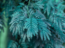 turquoise small leaves by erich-sacco
