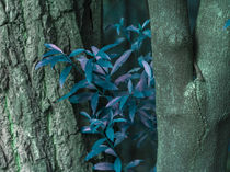 detail turquoise leaves between trunks by erich-sacco