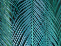 detail leaf turquoise coconut by erich-sacco