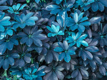 leaves of turquoise by erich-sacco