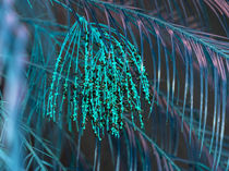 turquoise coconut leaves by erich-sacco