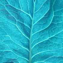 detail of a leaf in turquoise von erich-sacco