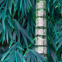 bamboo leaves von erich-sacco