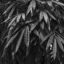 Vegetation of leaves in black and white von erich-sacco