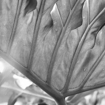Vegetation of leaves in black and white by erich-sacco