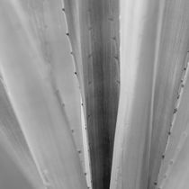 Vegetation of leaves in black and white by erich-sacco