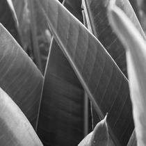 leaf vegetation in black and white by erich-sacco