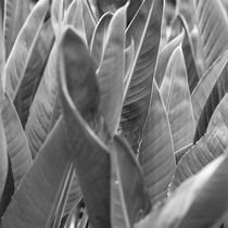 leaf vegetation in black and white by erich-sacco