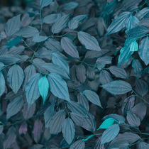 vegetation of leaves in turquoise by erich-sacco