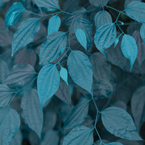vegetation of leaves in turquoise by erich-sacco