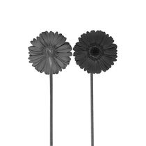 two sided flowers von erich-sacco