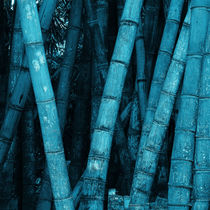turquoise bamboo von erich-sacco