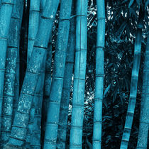 turquoise bamboo by erich-sacco