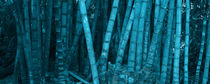 Panoramic of turquoise bamboo vegetation by erich-sacco