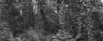 panoramic vegetation of the Brazilian forest von erich-sacco