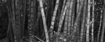 panoramic vegetation in bambo von erich-sacco