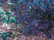 turquoise native vegetation von erich-sacco