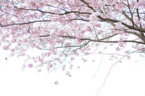 Zarte Kirschblüte, Teil 3 von Iryna Mathes