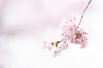 Zarte Kirschblüte von Iryna Mathes