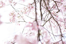 Kirschenblüten abstrakt von Iryna Mathes