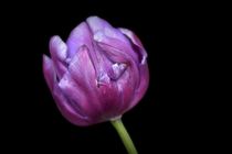 Tulip by CHRISTINE LAKE