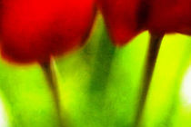 Tulpenblüten Farbspiel von Petra Dreiling-Schewe