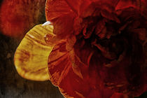 Tulpenblüte Farbspiel von Petra Dreiling-Schewe