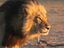 Lion King in der aufgehenden Sonne von Anja Kaufmann