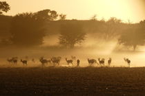 Antilopen in Morgenstimmung von Anja Kaufmann