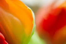 Tulpenblüte Farbspiel by Petra Dreiling-Schewe