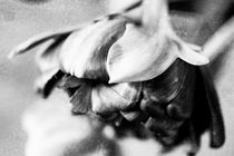 Tulpenblüte monochrom von Petra Dreiling-Schewe