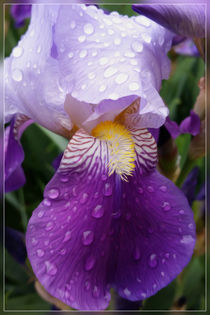Raindrops on Iris by feiermar