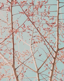 Blooming tree von Andrei Grigorev