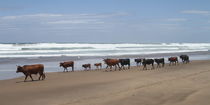 Kühe am Strand von Anja Kaufmann