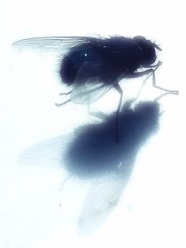 Fliege mit Schatten  by susanne-seidel