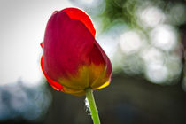 Tulpe im Gegenlicht von Kilian Schloemp