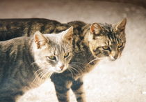 Getigertes Katzenpaar von Gerda Hutt
