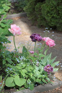 Drei lila Tulpen von Gerda Hutt