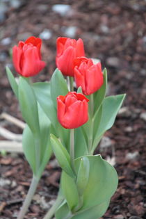 Rote Tulpen von Gerda Hutt