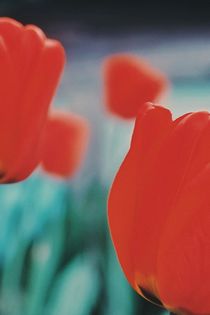 Garden tulips by Andrei Grigorev