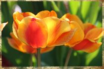 Tulpen by Ingrid Bienias