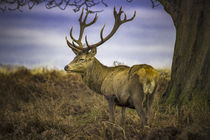 Lone stag deer with antlers by Steve Mantell