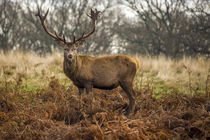 Adult red deer with antlers von Steve Mantell