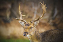 Portrait of young red deer by Steve Mantell