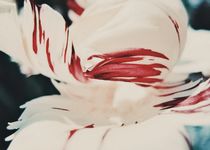 Striped Petals von Andrei Grigorev