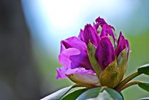 Rhododendronknospe... 3 von loewenherz-artwork