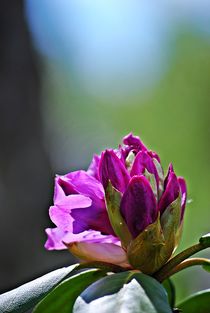 Rhododendronknospe... 1 by loewenherz-artwork