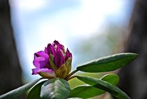 Rhododendronknospe... 4 by loewenherz-artwork
