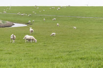 Schafe am Deich von Heidi Bollich