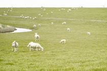 Schafe in Ostfriesland von Heidi Bollich